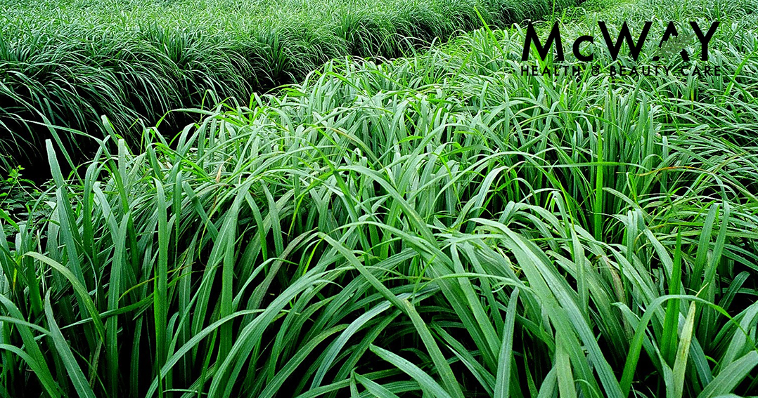 Sả chanh Lemongrass